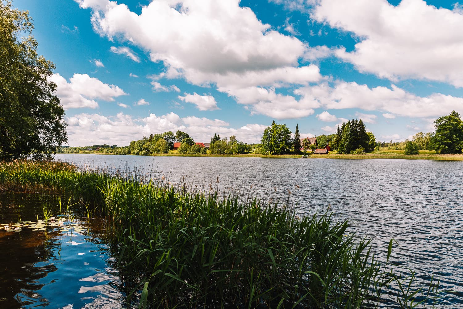 Reeds and water lilies on the shore of Lake Nõuni